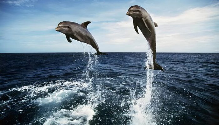 Lovina Dolphin Watching Tour 2