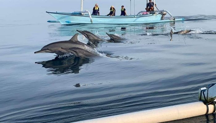 Lovina Dolphin Watching Tour