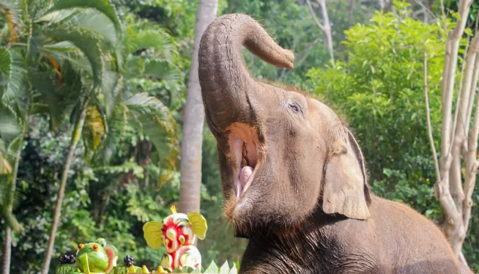 bali zoo (4)