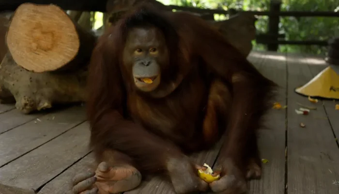 bali zoo (7)