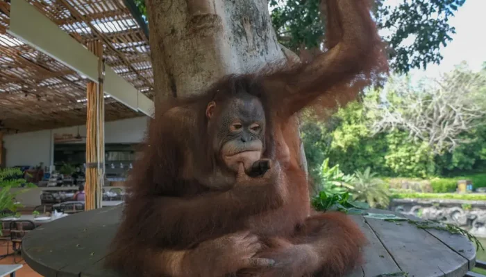 bali zoo (8)