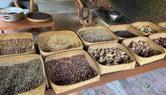 coffee plantation