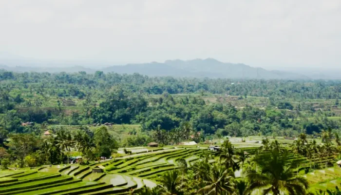 jatiluwih rice terrace (1)