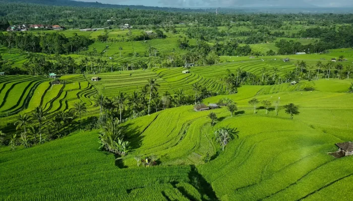 jatiluwih rice terrace (2)
