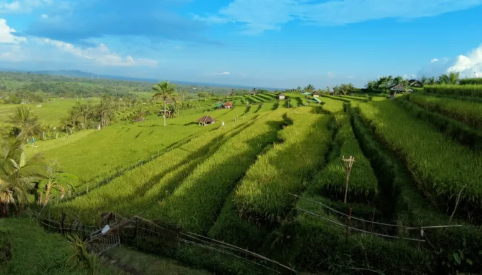 jatiluwih rice terrace (3)