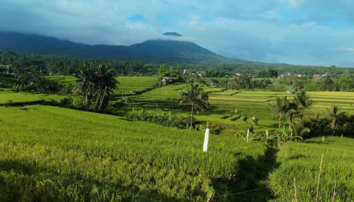 jatiluwih rice terrace (4)