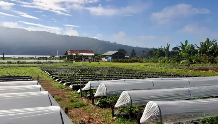 kebun-strawberry-bedugul-panorama