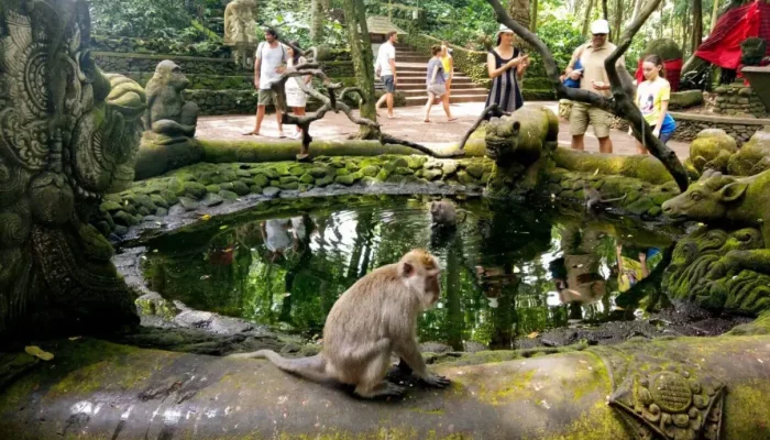 monkey forest (2)