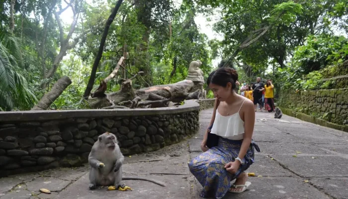 monkey forest (3)
