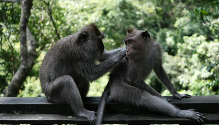 monkey forest ubud (2)