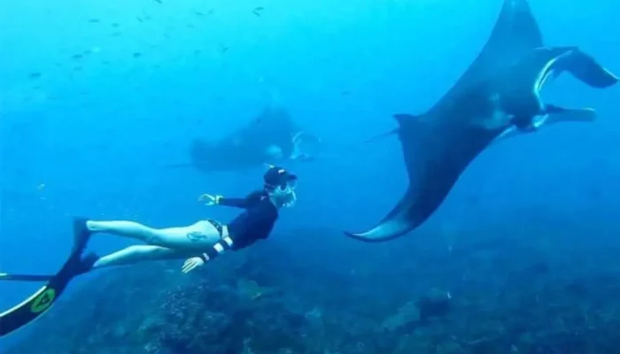 snorkeling manta bay (1)