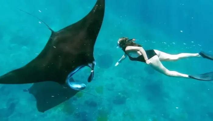snorkeling manta bay (3)